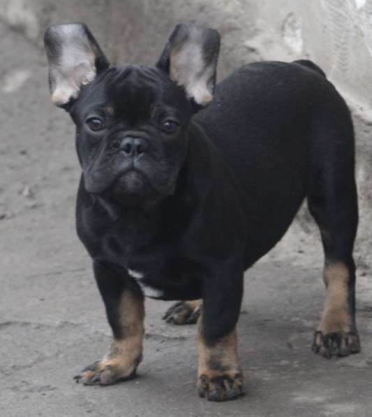 Французский бульдог. Black tan