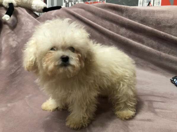 Щенок мальтипу девочка в Москве фото 3