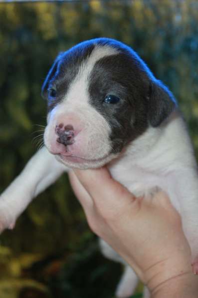 Шикарные милые щенки Амстаффа 2 месяца ркф в Москве фото 14