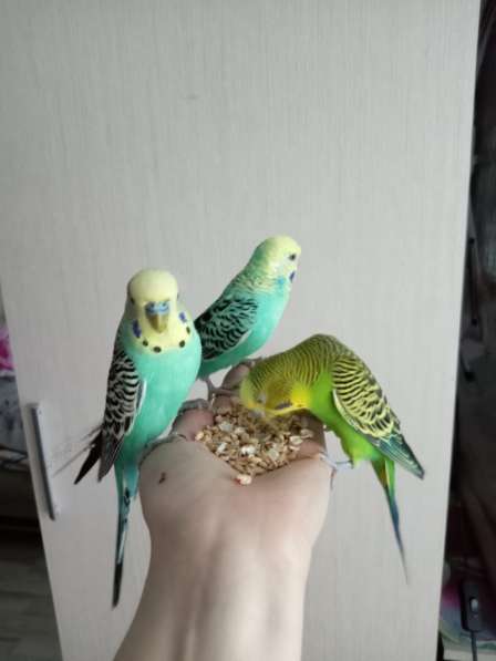 Волнистые попугаи -Получехи в Мытищи фото 3