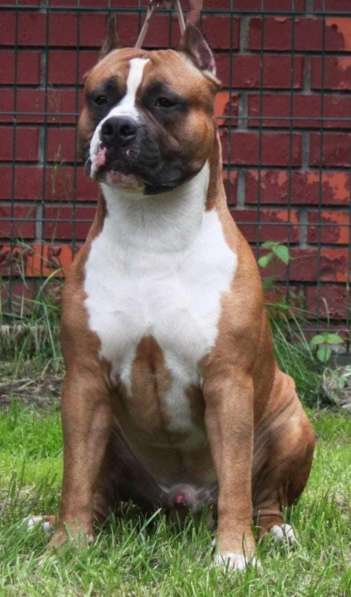 Шикарный рыжий мальчик аст резерв ркф в Москве фото 3