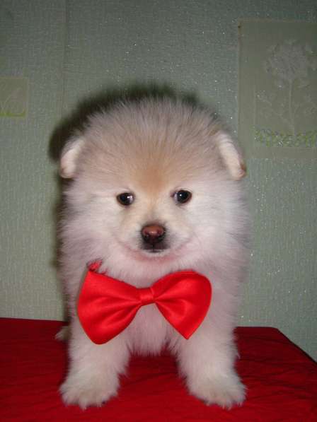 Лисята в Ростове-на-Дону фото 12