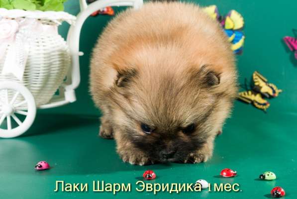 Породные щенки померанского шпица от питомника Лаки Шарм в Москве фото 8
