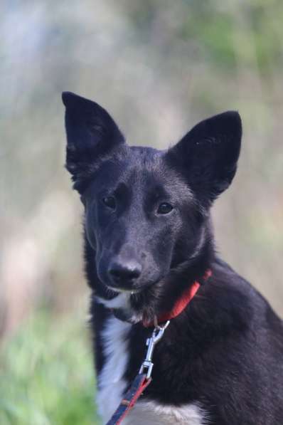 Коротколапик Тея ищет дом в Москве фото 5