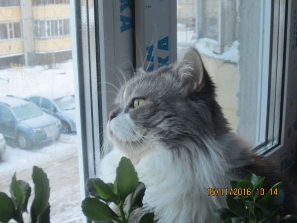 Кот для вязки в Тюмени фото 5