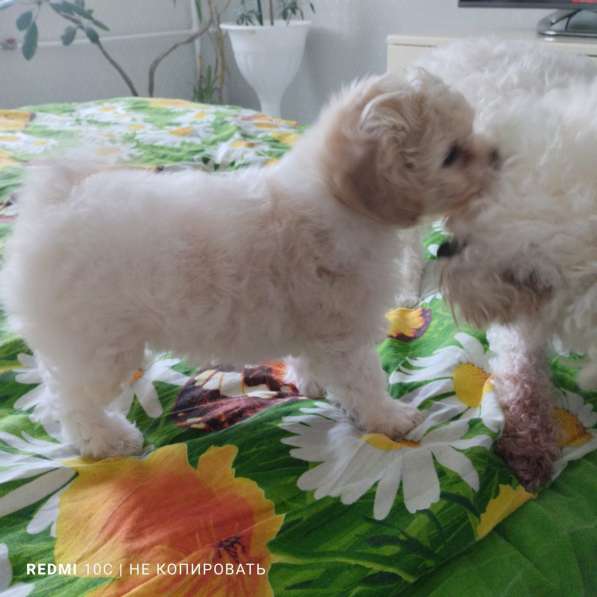 Продам щенка Бишон Фризе в Новосибирске фото 3