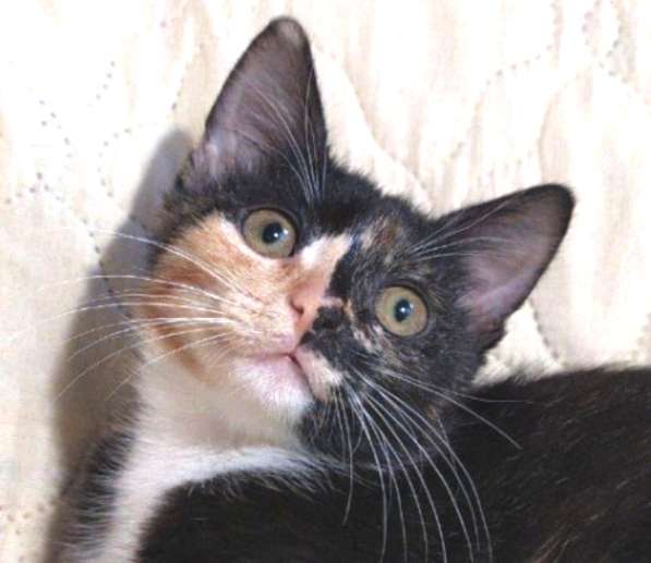 Котенок в добрые руки. Ксюша, девчушка-очаровашка