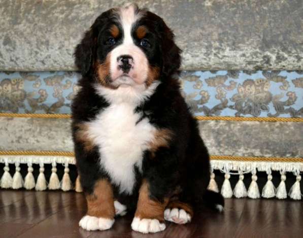 Щенки бернского зенненхунда из питомника в Москве фото 32