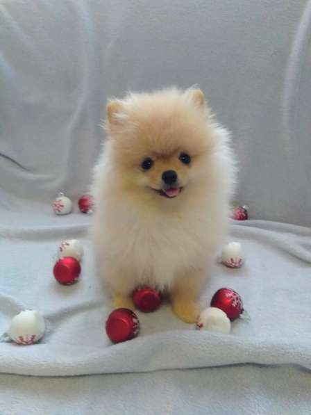 Пушистое счастье в Санкт-Петербурге фото 6