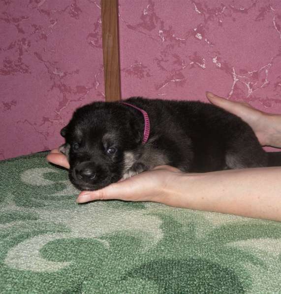 Щенок ВЕО в Москве