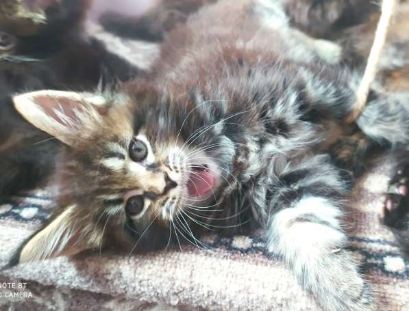 Продажа котят мейн-кун в Омске фото 29