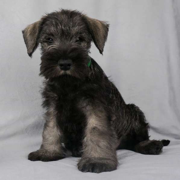 Цвержата в поисках самых лучших хозяев в Самаре фото 13