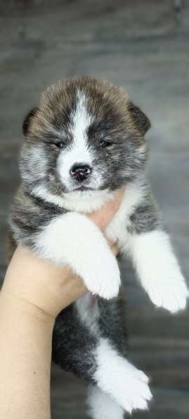 Male akita-inu