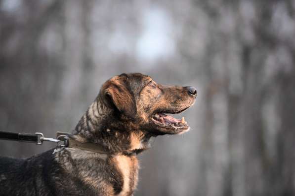 Надёжный Друг Курт ищет семью в Москве фото 42