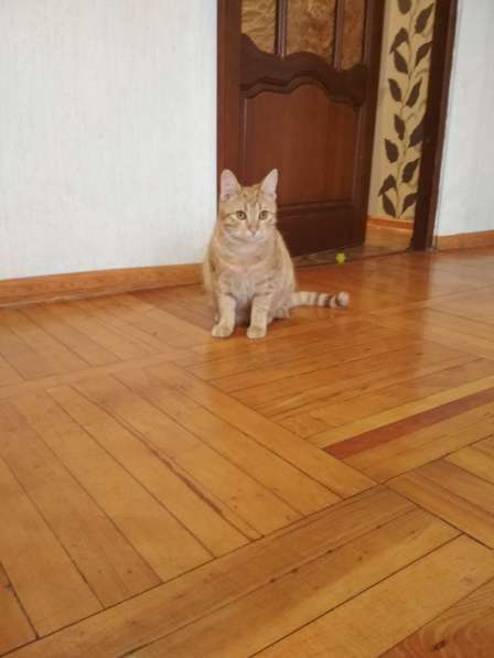 Рыжий котенок в тёплый дом и добрые руки в Тимашевске фото 4
