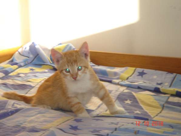 Отдам котят в хорошие руки в фото 7