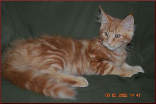 Роскошный черный котик мейн-кун из питомника в Астрахани фото 44