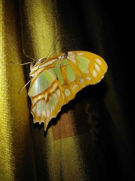 Живые тропические бабочки, салют из бабочек в Москве фото 7