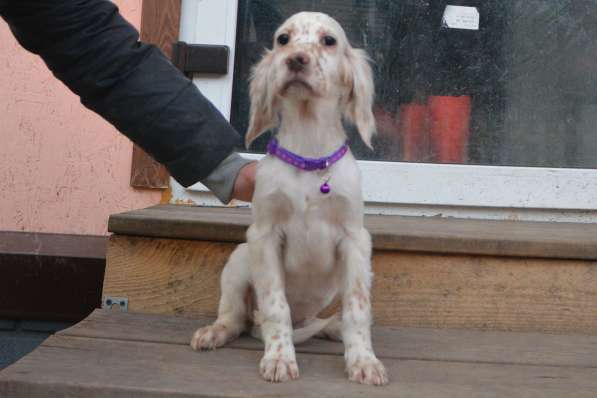 Английский сеттер щенки из элитного питомника в Москве фото 48