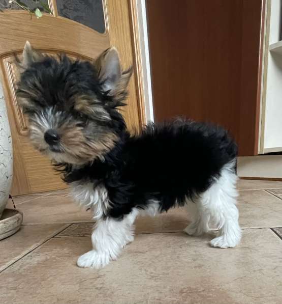 Щенки, Бивер, Шоколад в Москве фото 6