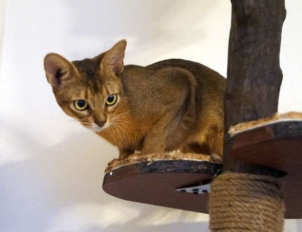 Абиссинские красотки в Туле фото 4