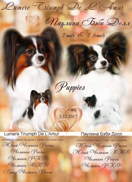 Щенки папийончики в Челябинске фото 4