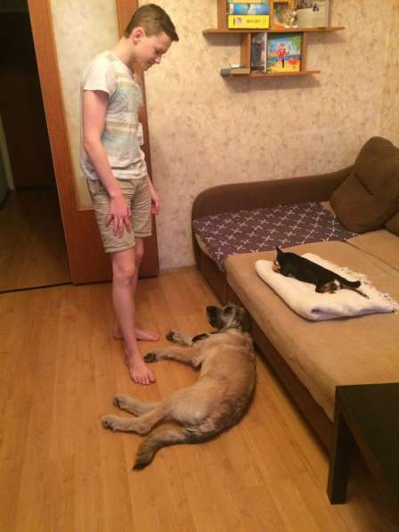 Отдам щенка в хорошие руки в Москве фото 9
