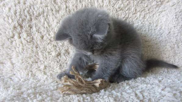 Плюшевый британский котенок в Москве фото 10