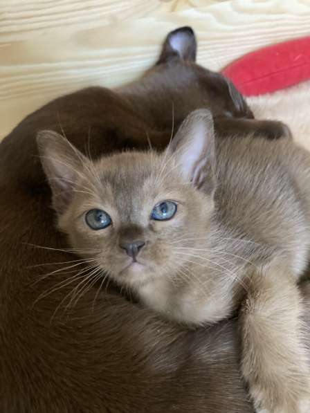 Бурманская девочка в Санкт-Петербурге фото 16