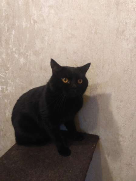 Шотландская вислоухая девочка в Подольске фото 3