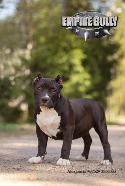 Американский булли. Щенки в фото 10