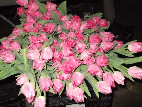 Тюльпаны в фото 4