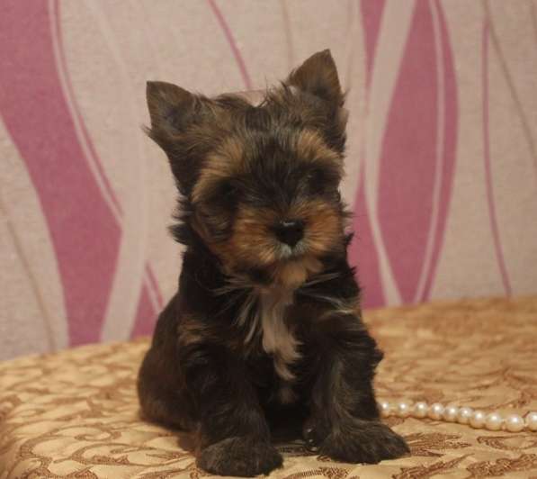 Мини мальчик йорк в Москве фото 3