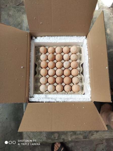 Инкубационные яйца индюшиные, гусиные яйца, мясояичных и