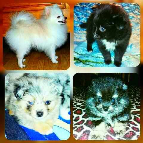 Щенки шпица в Раменское фото 36