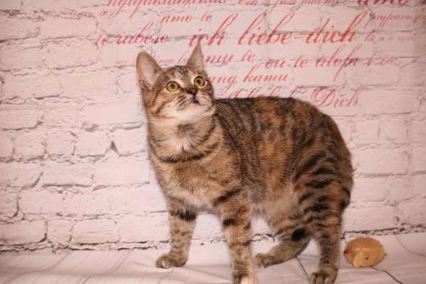 Вита - полосатенькая юная котенок кошечка ищет дом в Москве фото 5