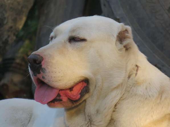 Щенок Среднеазиатской овчарки в Новосибирске фото 34