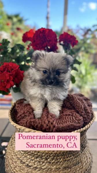 Pomeranian Girl Puppy в фото 3