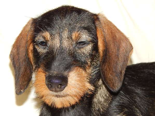 Таксы мини/кроличьи жесткошерстные разного возраста. в Подольске фото 3