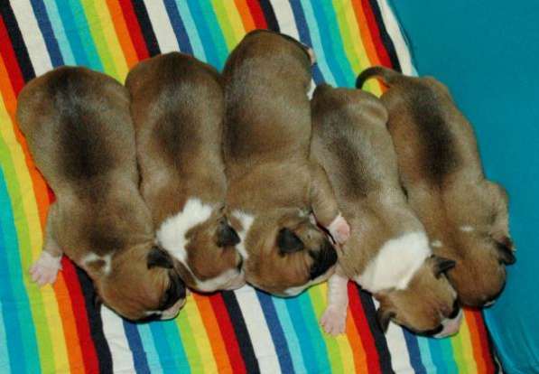 Щенки Американского стафф терьера в Санкт-Петербурге