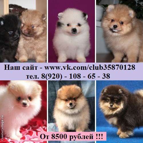 Щеночки Шпица. разные окрасы в Нерехте