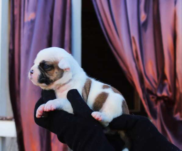 Американские бульдоги в Москве фото 10