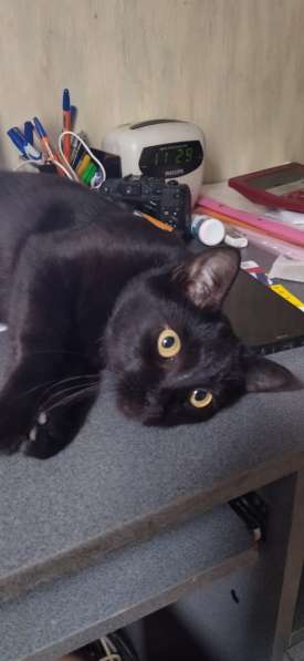 Черная кошка Ночка в дар