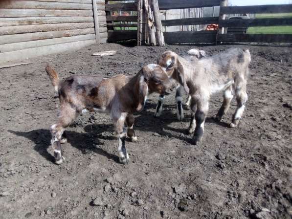 Англо-нубийские козлята мраморные в Краснодаре фото 3