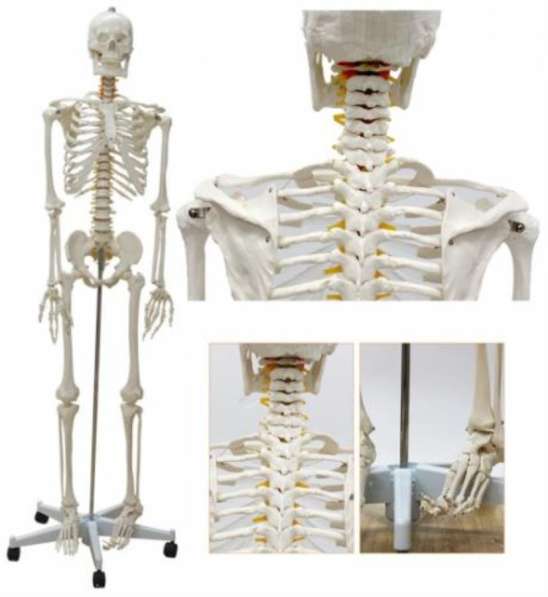 Анатомическая Модель скелета человека в натуральную величину в Москве фото 5