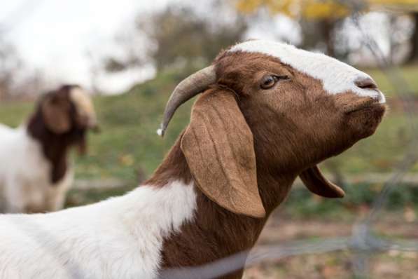 Племенные козы Бурской породы (Скот из Европы класса Элита и в Красноярске фото 5