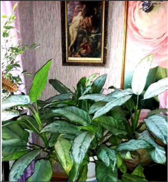 Королевская аглнема красивый цветок Агланема в Краснодаре фото 3