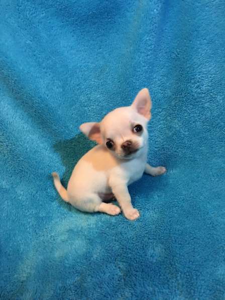 Продаются щенки Чихуахуа в Симферополе фото 7