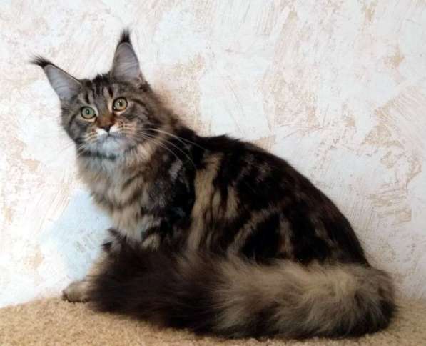 Апельсинки к Новому Году в Рязани фото 98