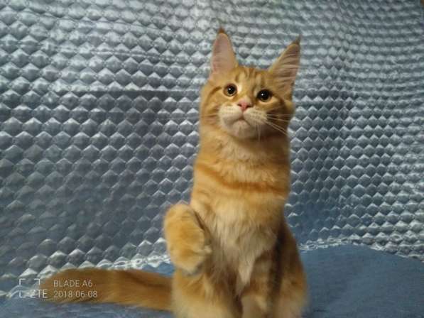 Красные мраморные котята, возможно в разведение в Перми фото 14